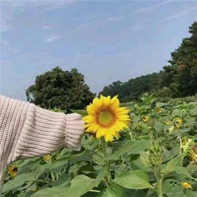 死气之炎手游(暂未上线)v1.7 安卓版